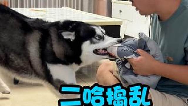 胖二哈看到主人减肥是啥反应？一番操作让人哭笑不得，不愧是二哈 #二哈 #萌宠出道计划 #人和狗总要疯