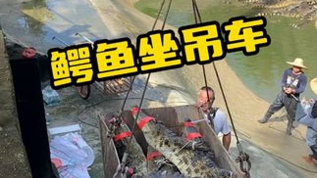 鳄鱼坐吊车#鳄珍 #鳄珍鳄鱼酒 #鳄鱼养生酒
