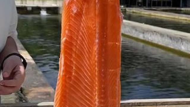 都江堰白沙河的鳟鱼，现取现烹，一鱼三吃！ #人间烟火 #川味 #四川美食 #我的乡村生活