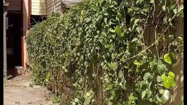 清理杂草 强迫症福音#国外视频分享 #解压 #极度舒适 #割草机 #小院改造