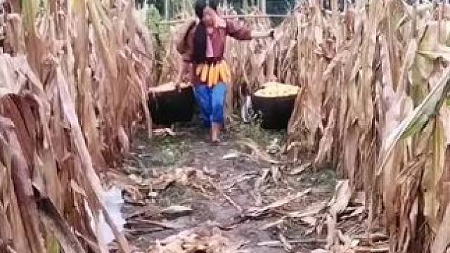 山卡卡里的农村大姐学费了开直播每天都收获满满您还在恐播怕播不敢开播开播了不知说什么吗#记录真实生活#