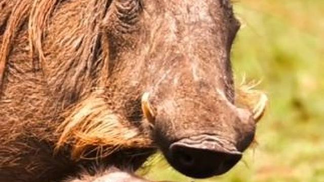 草原网红疣猪蓬蓬 #国外视频分享 #野生动物零距离 #疣猪