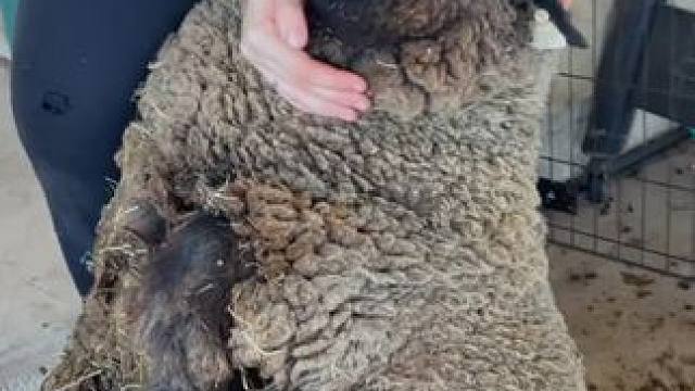 薅羊毛 #国外视频分享 #羊了个羊 #剪羊毛