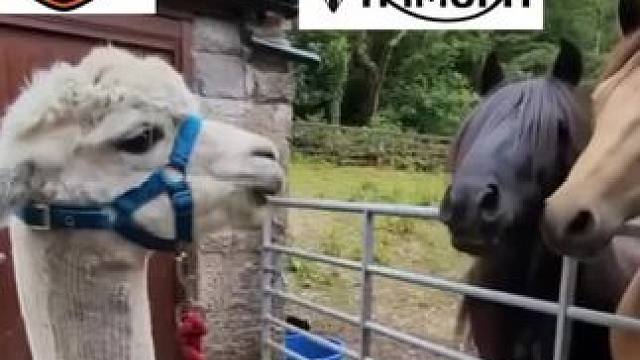 森维代雷哈 车主现状 #创作灵感 #chopper #chopperlife #亲眼看到了动物世界里