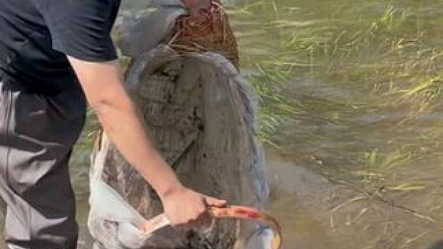 #户外捕鱼 #好多鱼