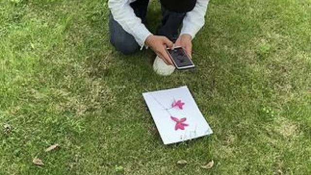 落花和小草试试这样拍，创意又唯美#手机摄影 #拍摄技巧 #落花和小草 #创意 #白鸽乌鸦相爱的戏码