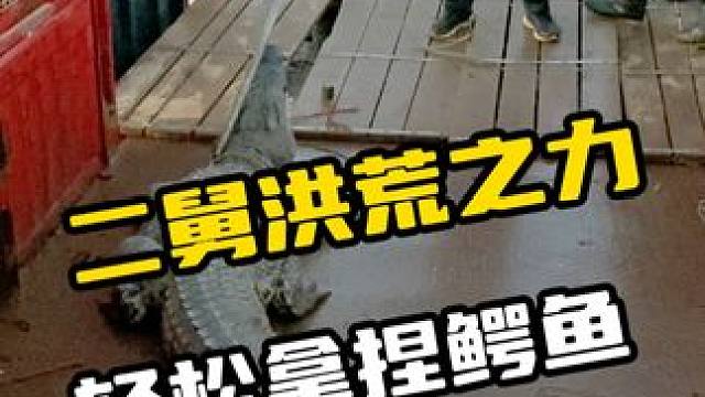 二舅洪荒之力，轻松拿捏鳄鱼#鳄珍 #鳄珍鳄鱼酒 #养生酒  #鳄鱼