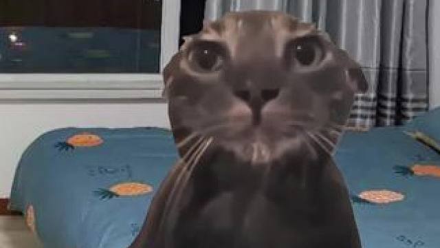 兄弟情超越爱情 #猫meme #兄弟情 #搞笑 #看一遍笑一遍