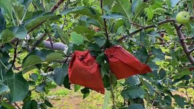 #老家的风景 #收获的季节 #我的乡村生活 #乡土气息 #美丽的家乡田园风光