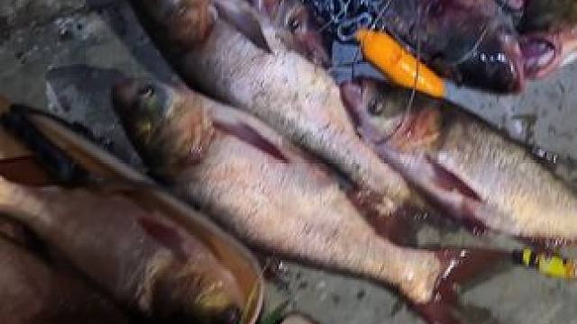 一不小心就爆护了#爱生活爱钓鱼