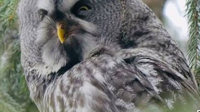 #野生动物零距离 #动物世界 #猫咪 #鸟类实拍