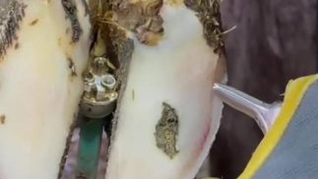 牛牛被什么东西穿透了蹄底#解压#修牛蹄