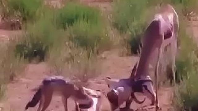 等待死亡才是最折磨