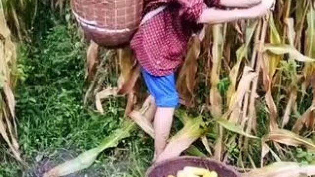 山卡卡里的农村大姐学费了开直播每天收获满满您还在恐播怕播开播了不知说什么吗#记录真实生活 #农村生活