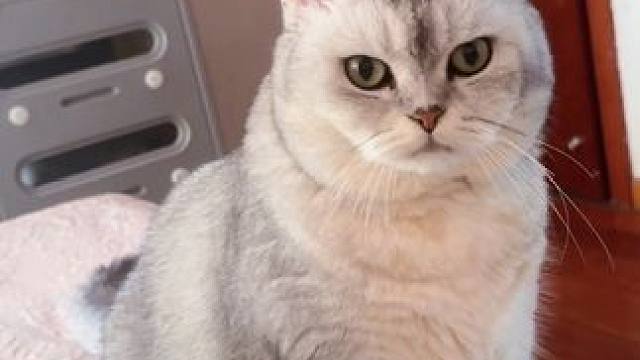 阿蛋是个大傻瓜 #谁能拒绝傻憨憨的小猫咪