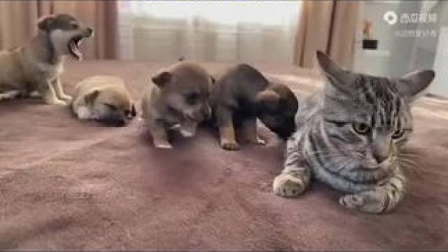 #愿动物和人类和谐相处 #万物皆有灵性