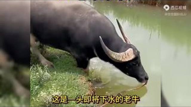 #万物皆有灵性 #这牛太厉害了