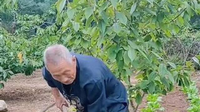 #农村生活 #老家在山区 #西营之行（313）上降甘村，正在为白菜间苗的大叔。