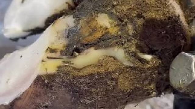 近距离的处理沟壑牛蹄#解压#修牛蹄