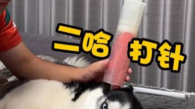主人给狗狗打针，当二哈看到巨无霸针管时，大家千万憋住别笑
