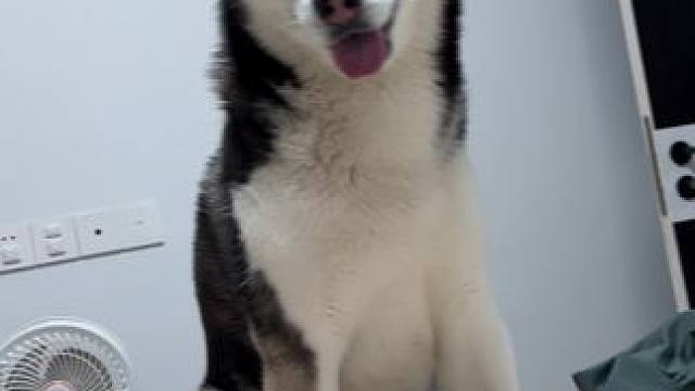 #萌宠出道计划 #建议大家养只没用的东西在家里 #二哈 #狗子的心思都写在脸上了