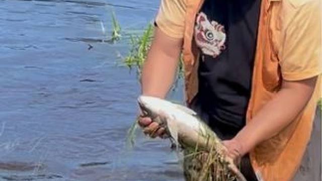 #户外捕鱼 #好大一条鱼