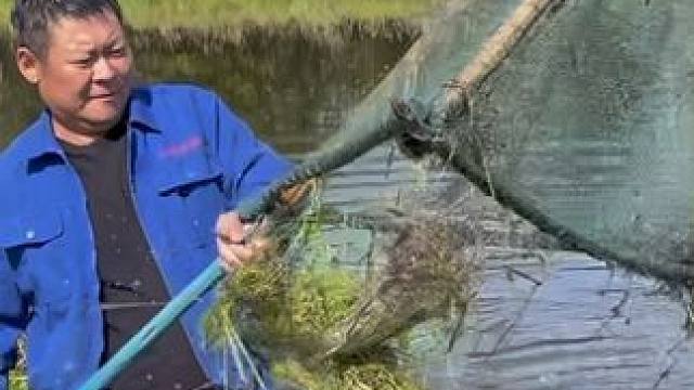 #户外捕鱼 #好大一条鱼