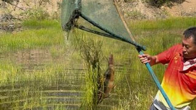 #户外捕鱼 #好大一条鱼