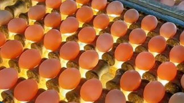 #妈呀太香了 13天无骨无毛的香辣活珠子你吃过吗？鸡汤特别鲜美，肉质鲜嫩，營，養价值比一般鸡蛋还高。