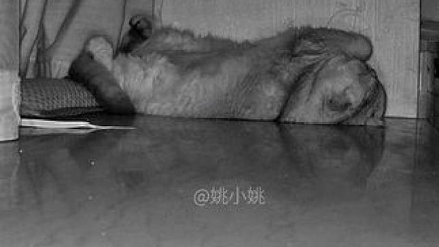 如果明天你就长大很多，我会不会不知所措#小猫是我的解药呀 #每一个瞬间都值得被记录 #这就是被小猫选