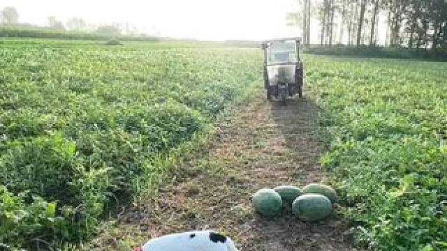 说住“他自己摘我还省得抱了里 撵我半截地
熊我“半吊子 瞎出溜”人家搁瓜地自己摘 咋了呀#田间地头 