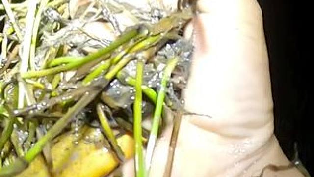 开启抓虾模式十一#逮鱼摸虾 #小龙虾在哪抓 #户外抓鱼摸虾