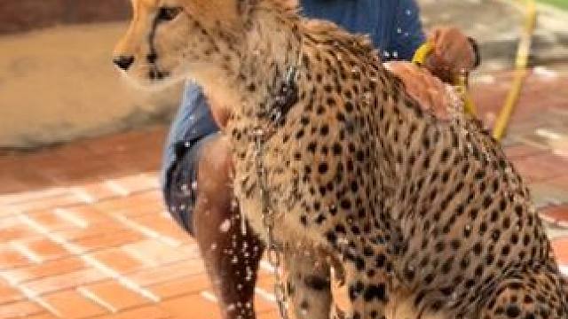 阿拉伯土豪的宠物猎豹 #国外视频分享 #奇妙的动物 #宠物