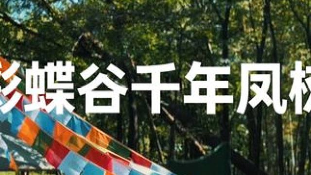 千年凤树 彩蝶谷露营基地千年凤树#哈尔滨露营地推荐 #亲子游玩好去处 #旅行推荐官 #黑龙江 #户外