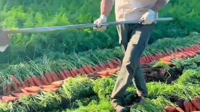 #每天都记录农村真实生活日常 #田间地头就是我的舞台 #辛勤劳动者记录农村