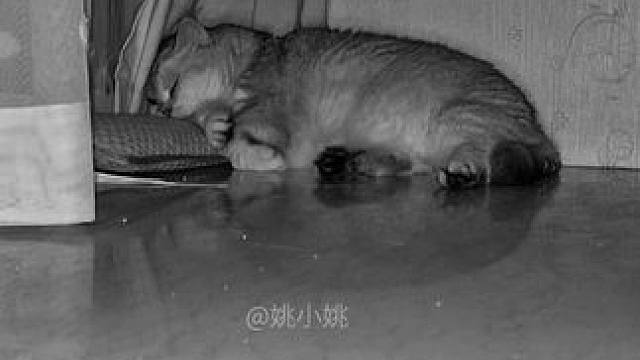 凌晨醒来习惯性打开摄像头… #小猫是我的解药呀 #它真的好像个小宝宝