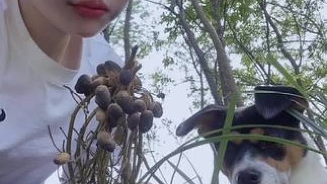 熊我 二愣子 脸垮拉里
又咋了#田间地头  #乡愁记忆 #农村生活