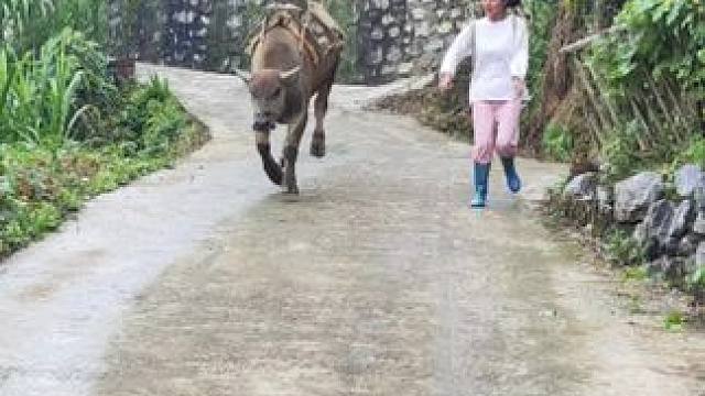 #记录农村真实生活 #田园生活 #放牛的生活