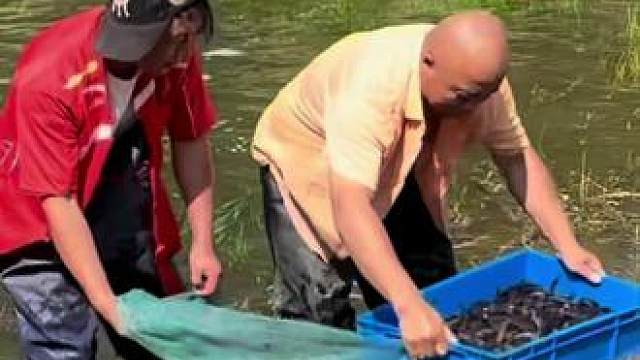 #户外捕鱼 #好多鱼