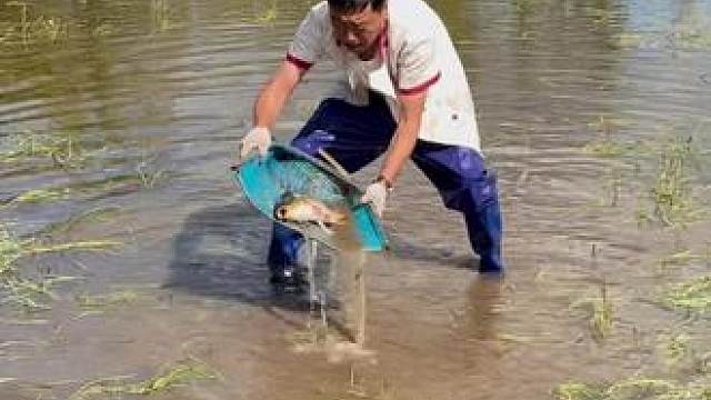 #户外捕鱼 #好大一条鱼