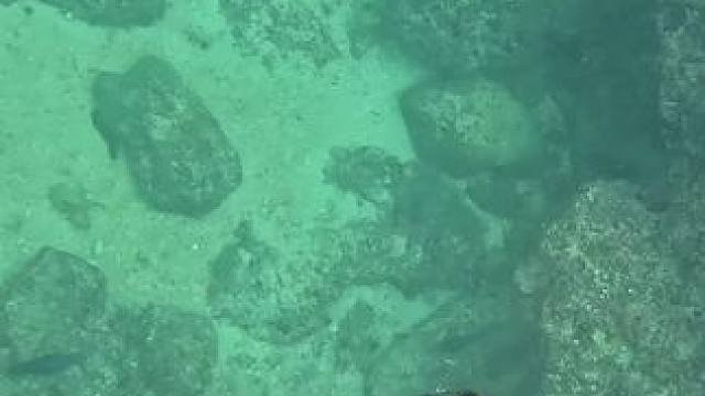 撞枪口的#潜水 #赶海