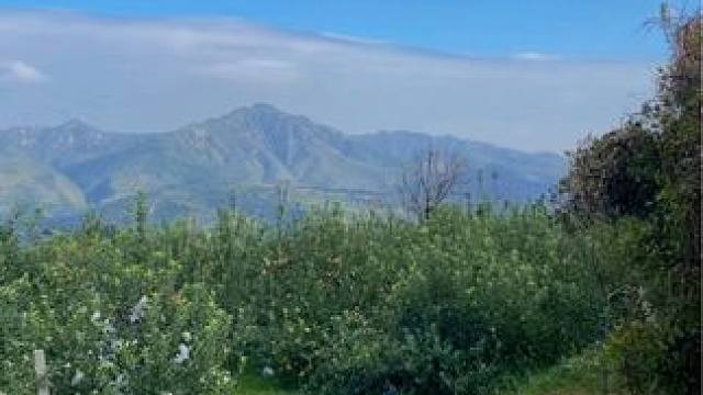 #美丽的家乡田园风光 #乡野田间 ##收获的季节 我的乡村生活 #黄土高坡