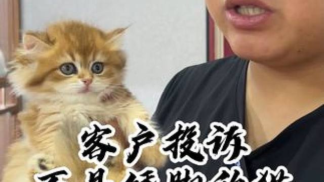 挨打就要立正！做错了就是做错了#壮实说猫 #银白拿破仑 #金渐层