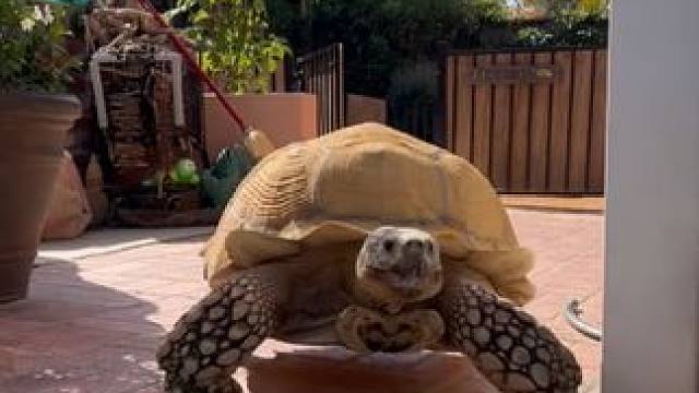 一龟传三代 #国外视频分享 #宠物 #苏卡达陆龟