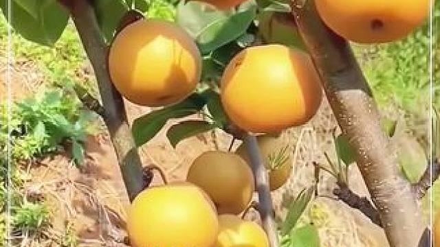 入秋季节的应季水果是什么？ #秋月梨