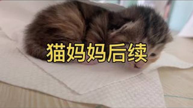 猫妈妈后续 我们给它起名叫“咪咪”，
咪咪生了七只，
三白四黑，
今天是出生第十二天，
全部非常健康