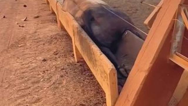 #牛脾气来了挡都挡不住 #农村养牛人记录农村生活 #动物的迷惑行为 #我为文明饮酒提个古的idea 