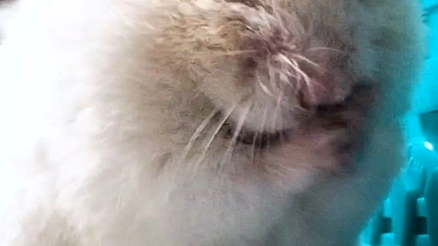 小熊洗脸准备吃饭，今天吃大红枣补补气血～