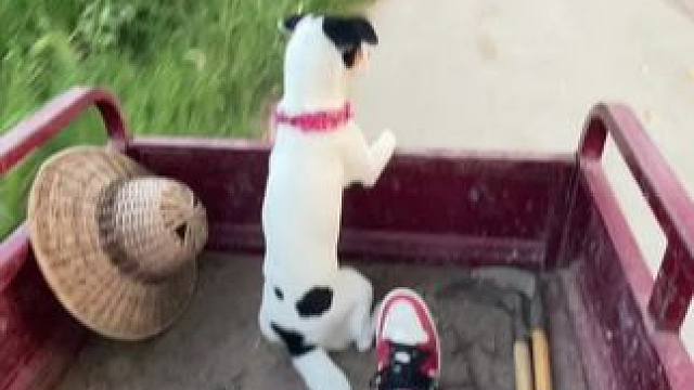 如果有一天你累了回老家住住，
去村子里转转闻闻烟火气，下地帮父母收收秋，简单又美好 #田间地头 #乡