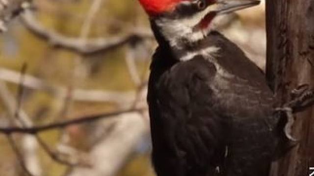 #动物鸟世界 #爱鸟护鸟 #鸟类实拍 #观鸟 #爱护大自然爱护动物